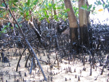 Oiled Mangrove