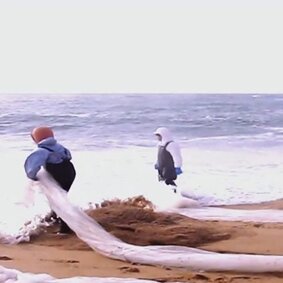 4. Shoreline clean-up