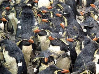 OLIVA, Tristan da Cunha, 2011