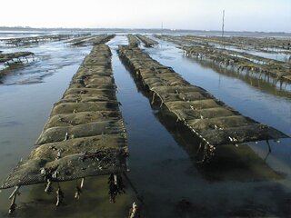 The adaptation of mariculture practices in response to spilled oil (1999)