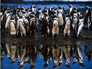 Does cleaning oiled seabirds have conservation value? Insights from the South African experience with African Penguins (2007)